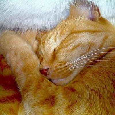 Kazuragi クチナシの木にお尻にツノのある青虫が 若葉だけでなく ツボミの上三分の一をすっぱり食われとる 花の名前 Kazuragi クチナシの木にお尻にツノのある青虫が 若葉だけでなく ツボミの上三分の一をすっぱり食われとる 花の名前