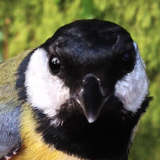 Research group at University College Cork. Investigating the evolutionary ecology of cognition in wild great tits.