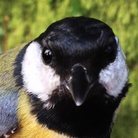 Evo Eco Cognition(@birdcognition) 's Twitter Profile Photo