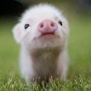 Muddypaws410's profile picture. Official page for MuddyPaws' 2016 mud run! Come join us and support animals in need! Donate here and apply for our mud run at https://t.co/OfvWYHByyQ.