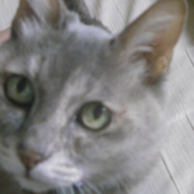 文道館 ネコだいすき 語文セミロング 徳川家康の名言にもありましたね 人の一生とは重荷を負うて遠き道を行くがごとし 急ぐべからず 急いじゃダメですね