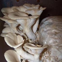 IssacNewton1966's profile picture. #Mushroom grower, #Gardener, lover of #Nature. Sharing on YouTube.