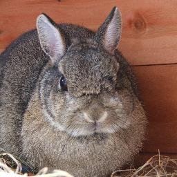 I like bunnies, cakes and books. Hoping to publish a novel of my own one day. Used to have a blog called Fontanora but I couldn't keep it up! Doesn't bode well.
