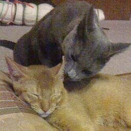 猫さんと穏やかに日々を送っています。たおやかに生きていきたいな。メモ帳です。