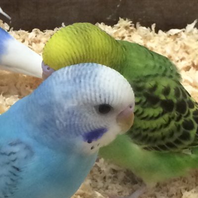 アブラムシくんさんのプロフィール画像