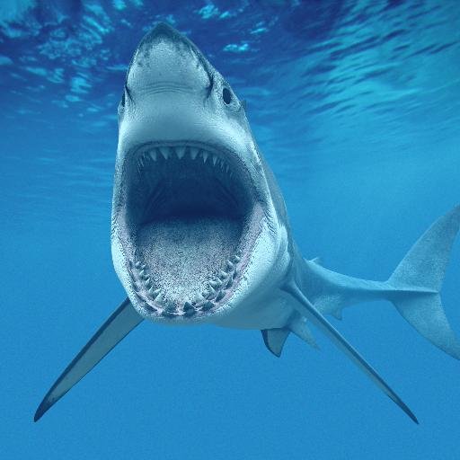 All the best shark videos on @YouTube | #youtube #sharks