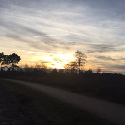 Sandiorix's profile picture. Law&taxes,  Software development, Bees, Engineering