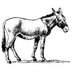 StultusAsinus (@_stultusasinus_) Twitter profile photo StultusAsinus (@_stultusasinus_) Twitter profile photo