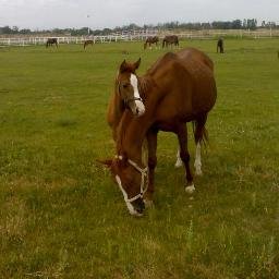 Yarış atlarımız, taylarımız, aygırlarımız, kısraklarımız ve yarışlarımız.. Golden Stud (Altın Ekürisi)  official twitter account. #6N #horseracing #stud