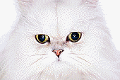 saveourcatz's profile picture. i love catz