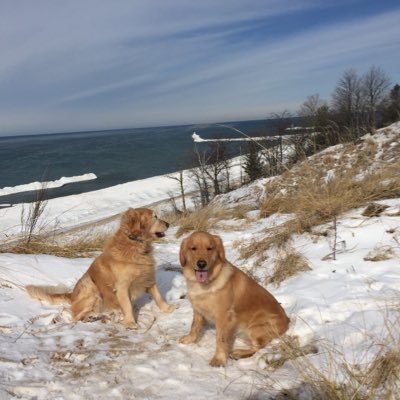 Golf and Goldens
