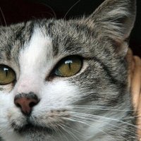 POUND PALS (Cat Aid Fund & Nooterville) (@cataidfund) 's Twitter Profile