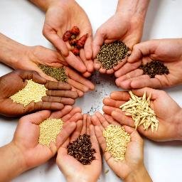 SeedSystemsLab's profile picture. Sustainable Seed Systems Lab at #WashingtonStateUniversity is dedicated to breeding for nutrition and diversity.