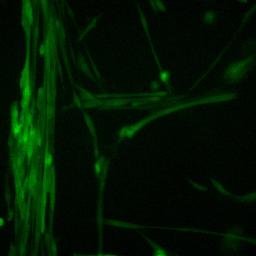 StemDevelopment's profile picture. A glimpse at the latest research in Stem Cells, Regenerative Biology, Cell Fate Decisions, and Developmental Biology