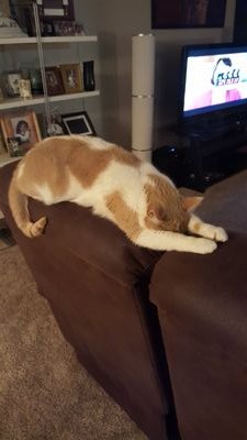 chambmel77's profile picture. 