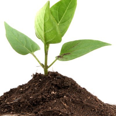 plantproblems's profile picture. 