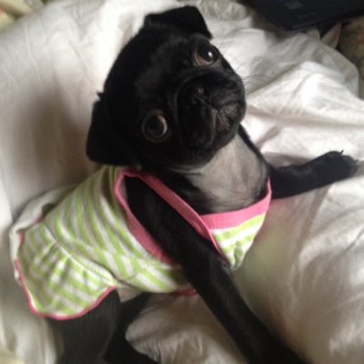 sheffpets1's profile picture. WARNING CUTE OVERLOAD follow boo and the gang for funny pics and there day to day antics#frenchie#pugs#chiuahua