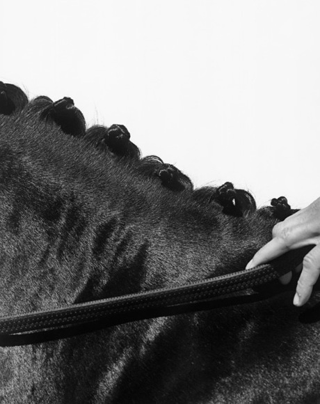 DressageDivette's profile picture. Equine therapeutic and healing biz, caring for horses & dogs, and pursuing dressage for fun.