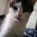 Cat Observations (@catobservations) Twitter profile photo Cat Observations (@catobservations) Twitter profile photo
