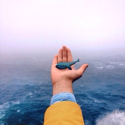 cold_vanilla's profile picture. Но север птиц убивает