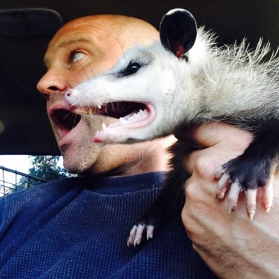An opossum ambassador. American. Owner of Creepy Creatures Termite & Pest.