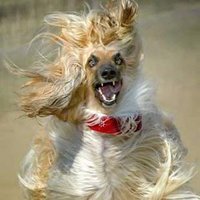 Fleur Anderson (@fleur_anderson) 's Twitter Profile Photo