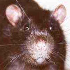 Hi I'm Rat, I sometimes do that streaming thing. Rat Rights Activist.

I play a PNG of a Rat on the internet