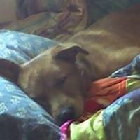 robertscotth2's profile picture. MY DOG JAFFERY AND MY family