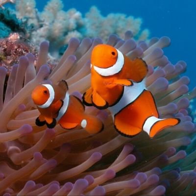 Dav1088's profile picture. Аквариумные рыбы (Aquarium fishes)