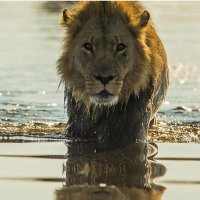 AP Maul (@apmaul) 's Twitter Profile