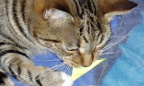 trinnycat's profile picture. 