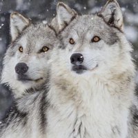 Hong Ly (@hongly24) 's Twitter Profile