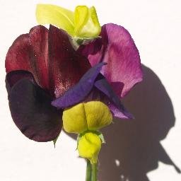 @sweetpeabalcony@mastodon.social @sweetpeabalcony.bsky.social
Random notes from a 5th floor cottage garden in Berlin