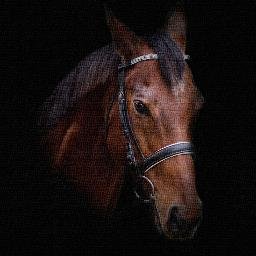 Hi I'm a Yorkshire based Professional Photographer who just loves to Photograph the 'Oss & 'Ounds. Travel not an issue if you like my work please contact me.