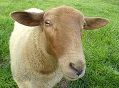 personnerpg's profile picture. rpg