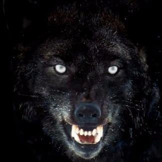 CryptoWolf64's profile picture. 
