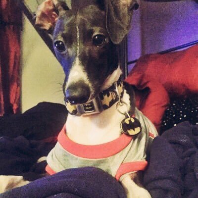 Hi, my name is Keanu. My mommy named me after Keanu Reeves but i can assure you i am my own person I have a pet kitty named Dragon and i chose my own wardrobes