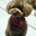 YuKo (@nigisuke) Twitter profile photo