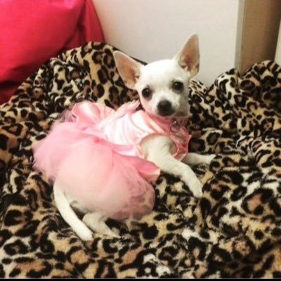 woof! im Lola the chihuahua! im such a diva dog! i have a daughter called sookie the chihuahua :) sookie is a dog model🐶 we have a best friend called odie 🐶🐾