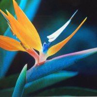 Zefiro (@zefirowebs) 's Twitter Profile