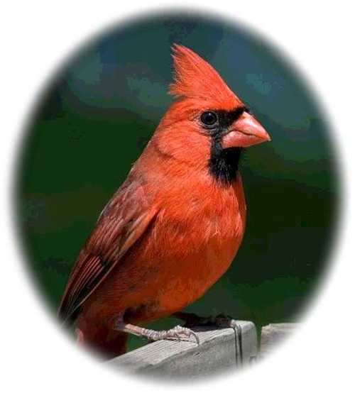 cardinalc's profile picture. The personal Twitter account of CardinalC.  This is not professionally related and should not be mixed up with the MuddlingParadox church Twitter account.