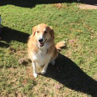 Caryl Wright (@old59crow) 's Twitter Profile