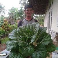 A-1 Petani Muda (@setiawan5one) 's Twitter Profile