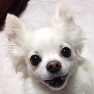 strawberry_ayu7's profile picture. 