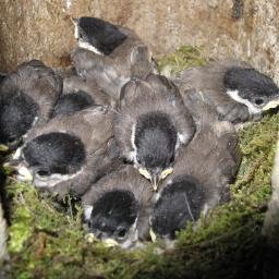 We are a team of students @MaltbyAcademy & researchers @sheffielduni studying wild #bird behaviour. Funded by @royalsociety & exhibiting @summerscience #SSE2016