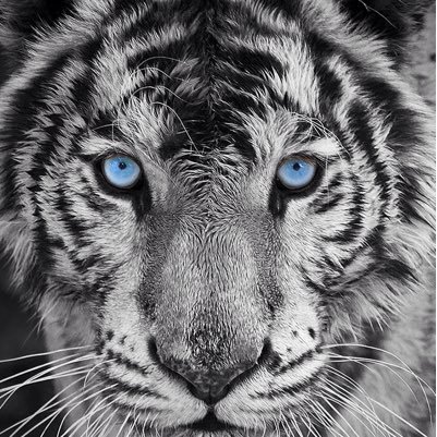FAV&RT魔。TLを動物園にする人。商業利用してる人はブロック対象かも。 ゲーセンネームは1GOU。 真面目ぶってるけど基本はゲーマー+口下手_(:3」∠)_=3 あんまり馬鹿露呈しないように気をつけまー(*^ω^)ノ