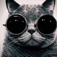 Twix (@68100_nc) 's Twitter Profile