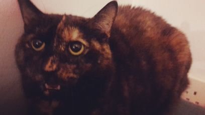 Evil Cat has plans to take over the world. She sits in a dark corner and watches your every move. Watch this space for evil merchandise!