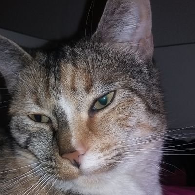 kittengamerYT_'s profile picture. ?