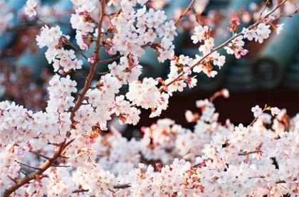 HQ_BOS_IM's profile picture. 커뮤 :: 부원이 없어 :: 의 익명계